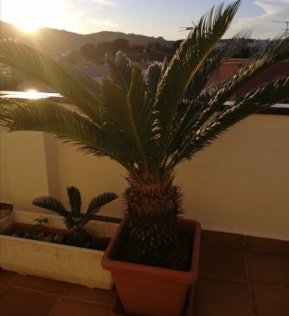 Cica Revoluta (Palmera Sagrada)