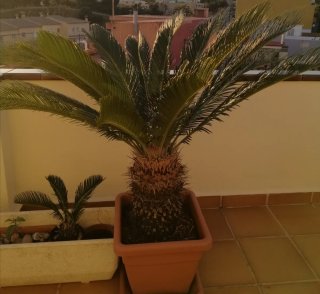 Cica Revoluta (Palmera Sagrada)