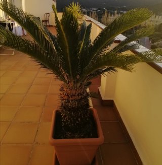 Cica Revoluta (Palmera Sagrada)