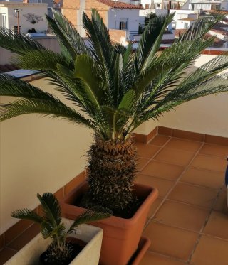 Cica Revoluta (Palmera Sagrada)