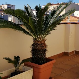 Cica Revoluta (Palmera Sagrada)