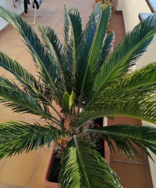 Cica Revoluta (Palmera Sagrada)