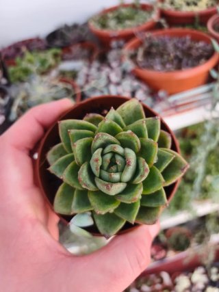 Echeveria 8.5cm