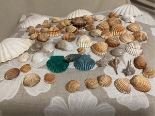 Conchiglie miste decorative