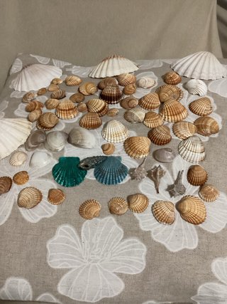 Conchiglie miste decorative