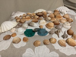 Conchiglie miste decorative