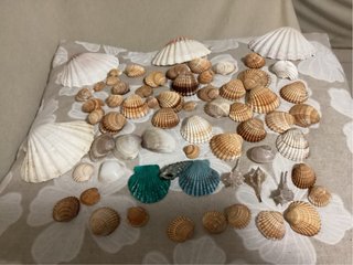 Conchiglie miste decorative