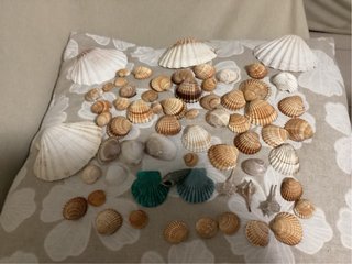 Conchiglie miste decorative