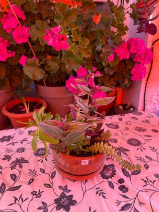 Arreglo de plantas en maceta de cerámica