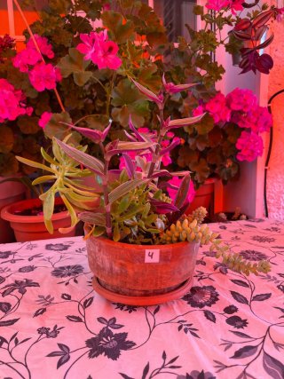 Arreglo de plantas en maceta de cerámica