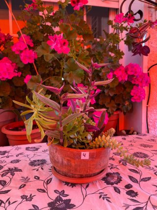 Arreglo de plantas en maceta de cerámica