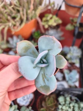 Echeveria gila 5.5.cm