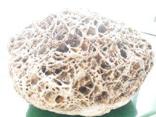 Fosil Marino Antiguo,