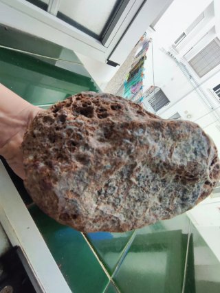 Fosil Marino Antiguo,