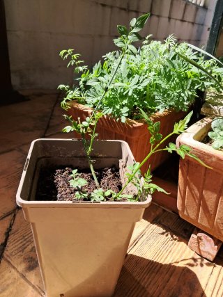 Plantas de Jazmín en maceta