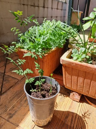 Plantas de Jazmín en maceta