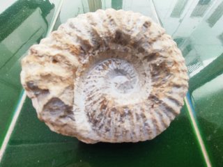 Fosil de amonite marino antiguo