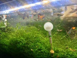 Musgo  para acuario gupys 4×5 €