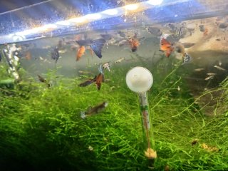 Musgo  para acuario gupys 4×5 €