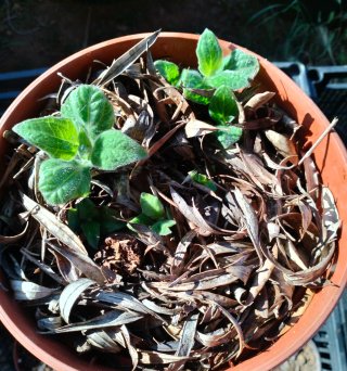 Planta de Yacón de varios brotes