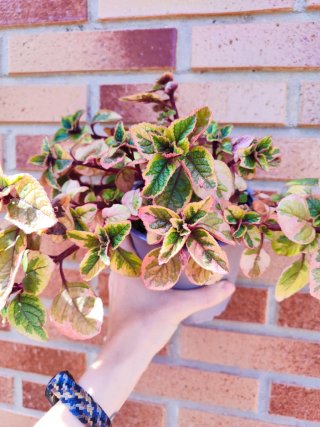 Plectranthus Latus Sahsa Planta