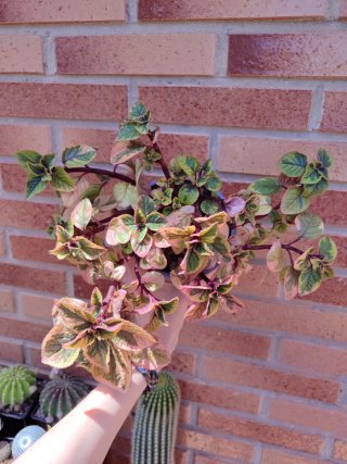 Plectranthus Latus Sahsa Planta