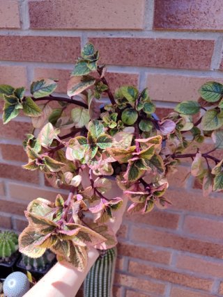Plectranthus Latus Sahsa Planta