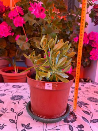 Planta Sedum Dendroideum