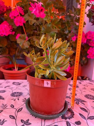 Planta Sedum Dendroideum
