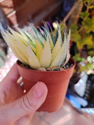 Aloe aristata variegata