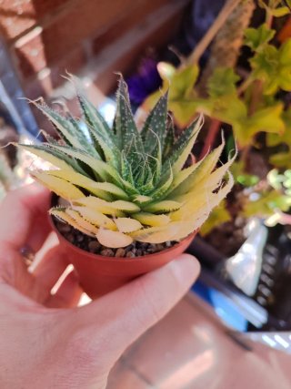Aloe aristata variegata