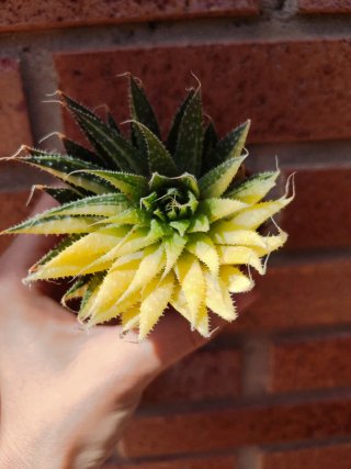 Aloe aristata variegata