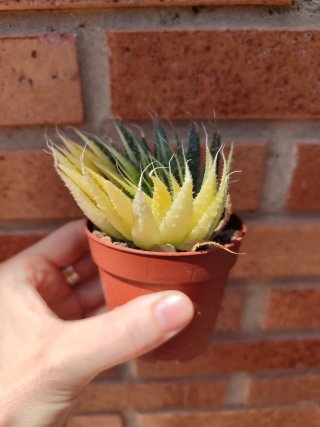 Aloe aristata variegata