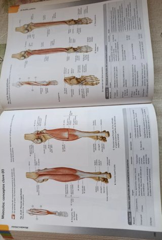 Atlas de anatomia/ Atlas of Anatomy Prometheus