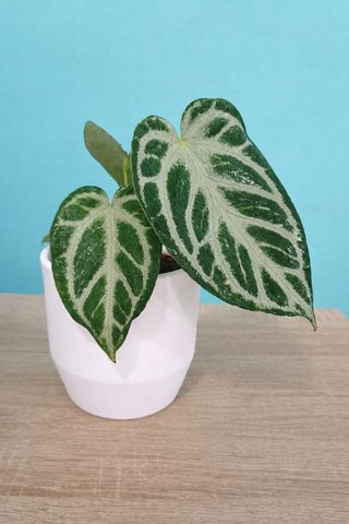 Anthurium crystallinum planta rara