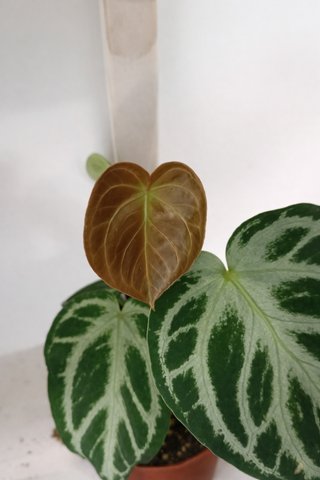 Anthurium crystallinum planta rara