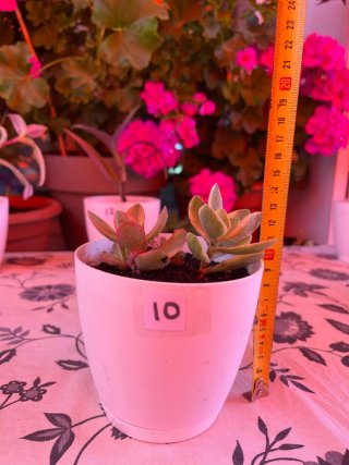 Planta Crassula swaziensis variegata