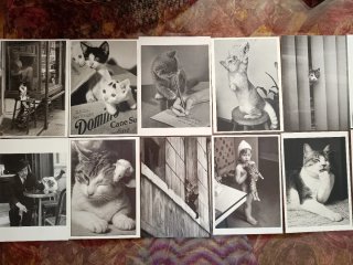 35 Cartoline Fotografiche Gatti B&N Originali