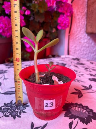 Árbol de Jade - Planta Suculenta