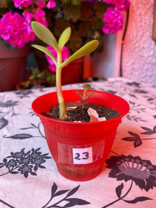 Árbol de Jade - Planta Suculenta