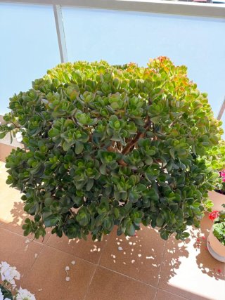 Árbol de Jade Impresionante