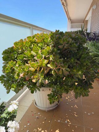 Árbol de Jade Impresionante
