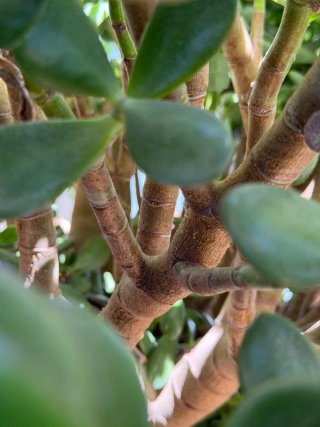 Árbol de Jade Impresionante