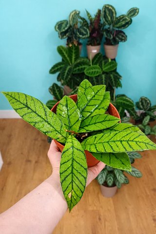 Hoya callistophylla planta coleccionista rara