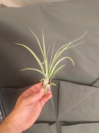 Tillandsia Híbrida (streptophylla x fasciculata)