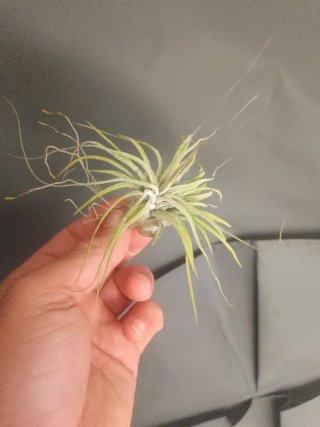 Tillandsia delicata