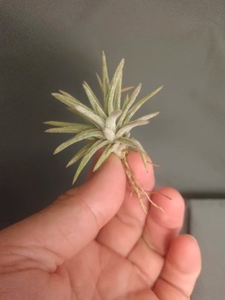Tillandsia guerreroensis