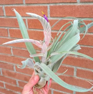 Tillandsia Bea Correale