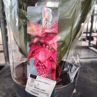 Medinilla Magnifica Flamenco 40cm