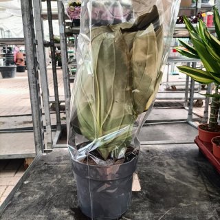 Medinilla Magnifica Flamenco 40cm
